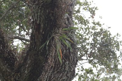 Encyclia tampensis, photographed by harrier