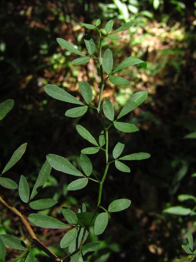 Pedleya acanthoclada, photographed by Samuel Frankel