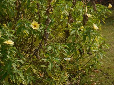 Turnera subulata, photographed by Sandipan Das