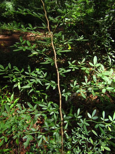 Pedleya acanthoclada, photographed by Samuel Frankel
