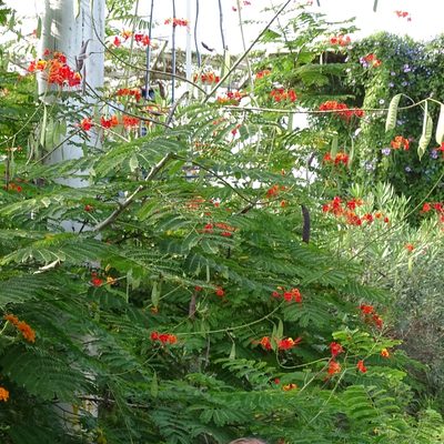 Caesalpinia pulcherrima, photographed by Sandipan Das