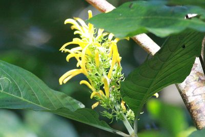 Justicia aurea, photographed by harrier