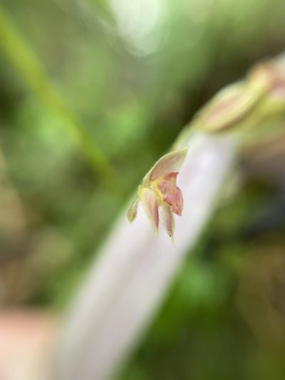Lepanthes monoptera, photographed by Diego F. Cisneros-Heredia