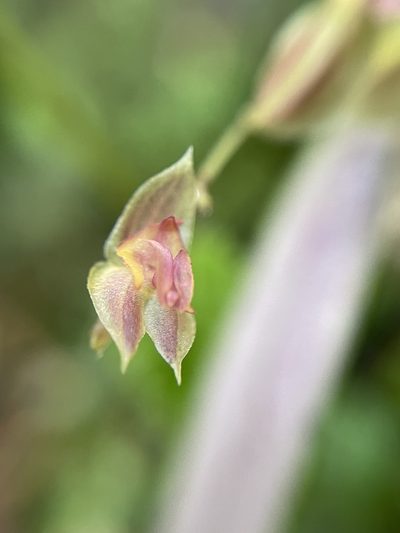 Lepanthes monoptera, photographed by Diego F. Cisneros-Heredia