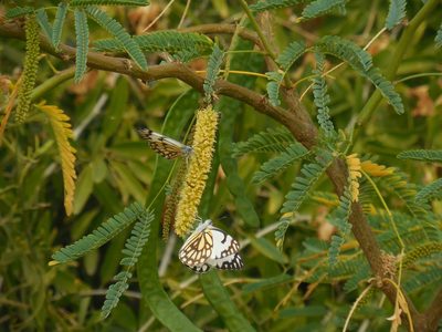 Neltuma juliflora, photographed by Sandipan Das