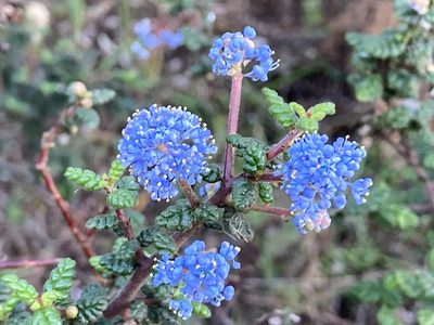 Ceanothus impressus, photographed by Daniel Williford