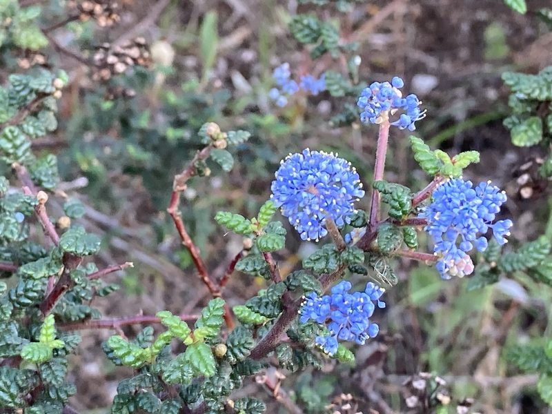 Ceanothus impressus, photographed by Daniel Williford