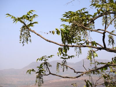 Lannea coromandelica, photographed by Dinesh Valke