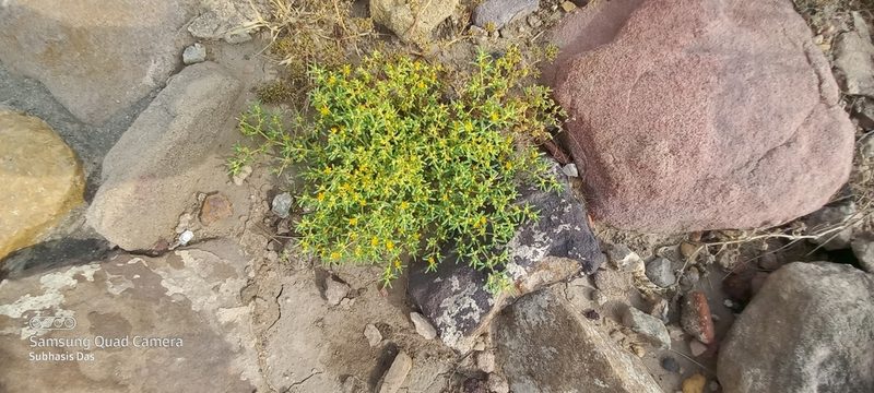 Zygophyllum simplex, photographed by Sandipan Das