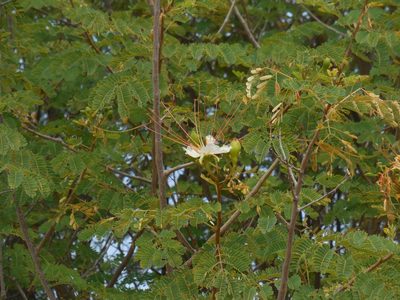 Cenostigma eriostachys, photographed by Sandipan Das