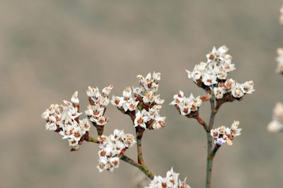 Limonium limbatum, photographed by Tom Kennedy