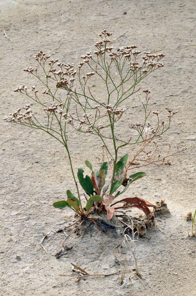 Limonium limbatum, photographed by Tom Kennedy