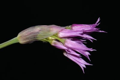 Allium brevistylum, photographed by Brian Finzel