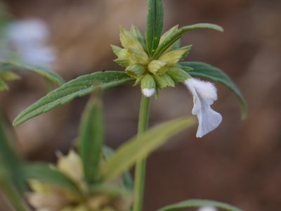 Leucas lavandulifolia, photographed by Dinesh Valke