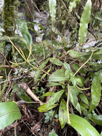 Peperomia saligna, photographed by Diego F. Cisneros-Heredia