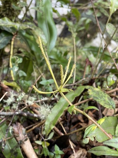 Peperomia saligna, photographed by Diego F. Cisneros-Heredia