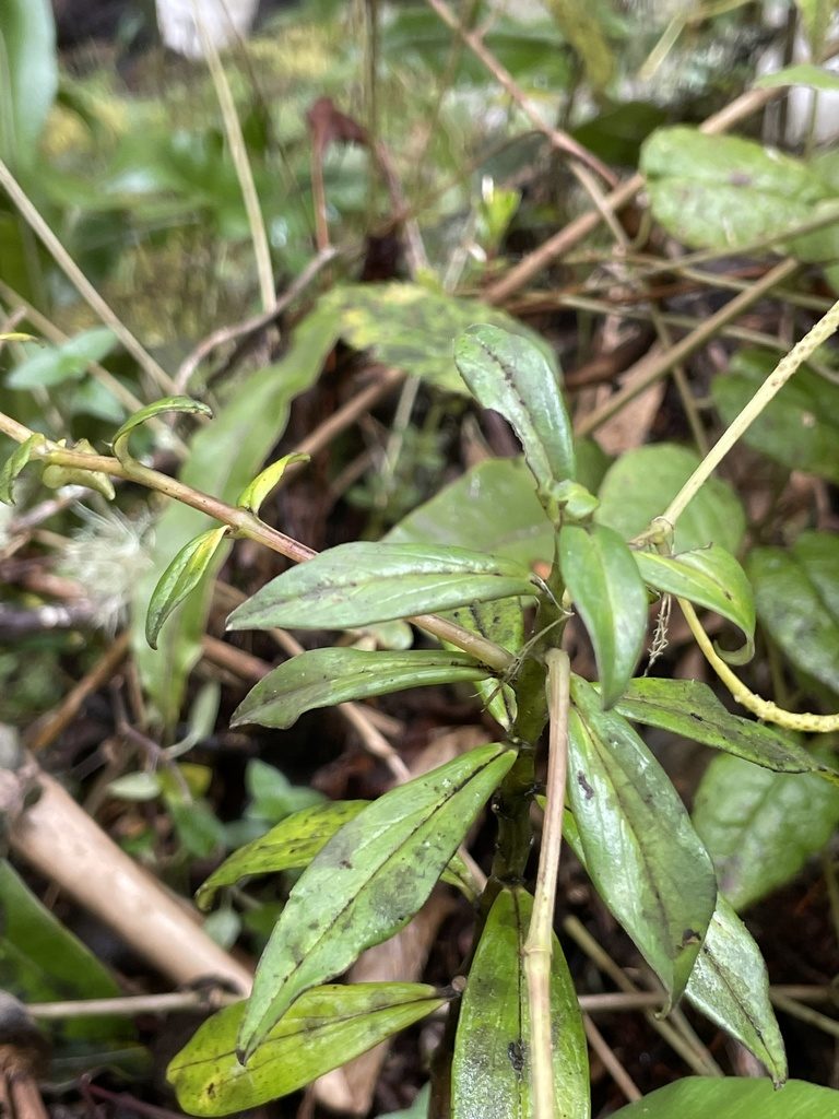 Peperomia saligna, photographed by Diego F. Cisneros-Heredia
