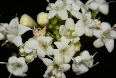 Valeriana occidentalis, photographed by Brian Finzel