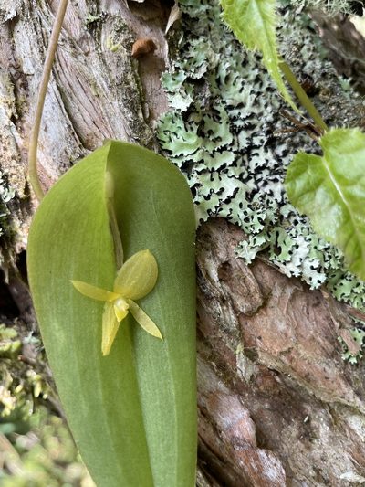 Pleurothallis apopsis, photographed by Diego F. Cisneros-Heredia