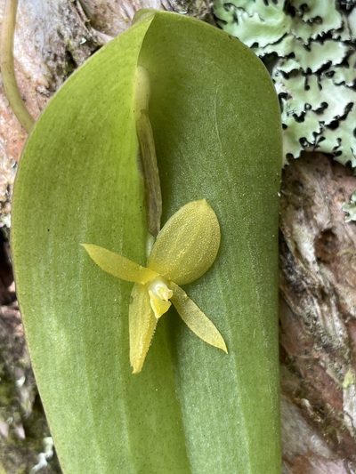 Pleurothallis apopsis, photographed by Diego F. Cisneros-Heredia