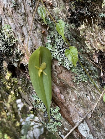 Pleurothallis apopsis, photographed by Diego F. Cisneros-Heredia
