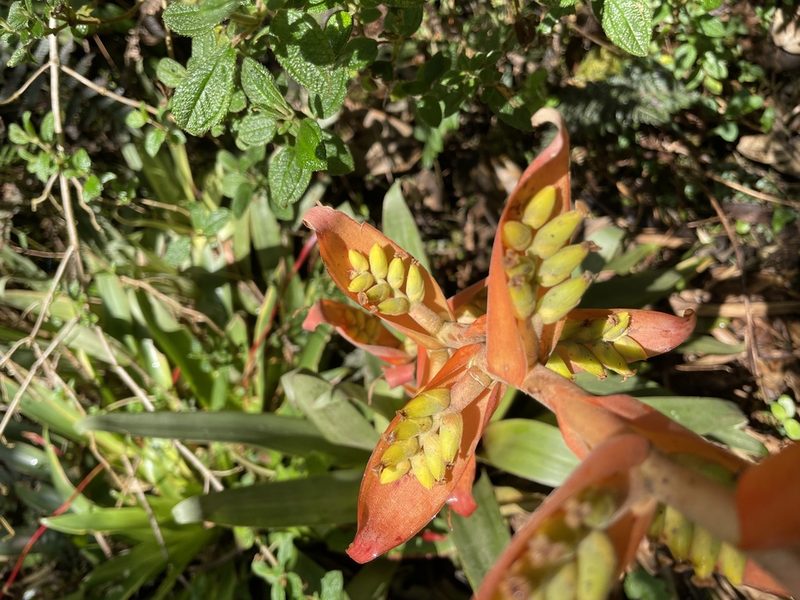 Racinaea tetrantha, photographed by Diego F. Cisneros-Heredia
