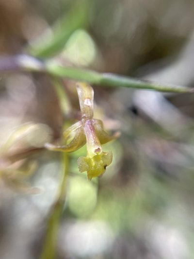 Epidendrum angustissimum, photographed by Diego F. Cisneros-Heredia
