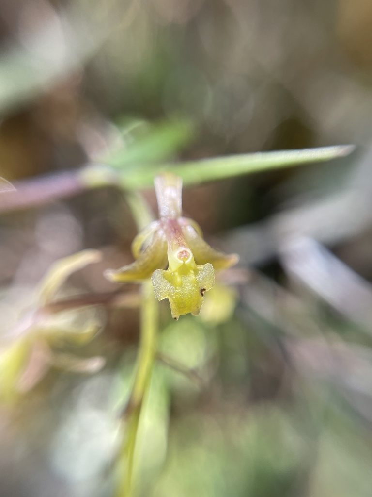 Epidendrum angustissimum, photographed by Diego F. Cisneros-Heredia