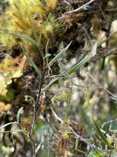 Epidendrum angustissimum, photographed by Diego F. Cisneros-Heredia