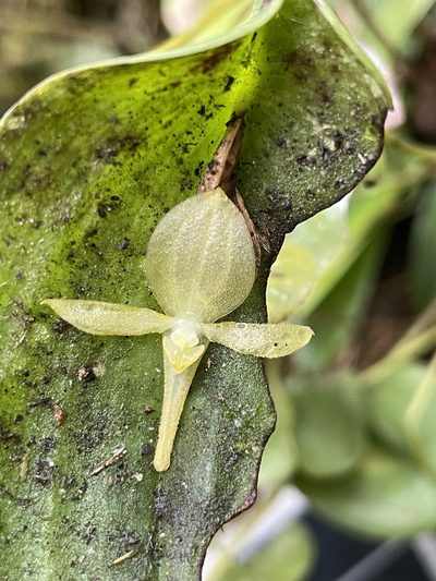 Pleurothallis apopsis, photographed by Diego F. Cisneros-Heredia