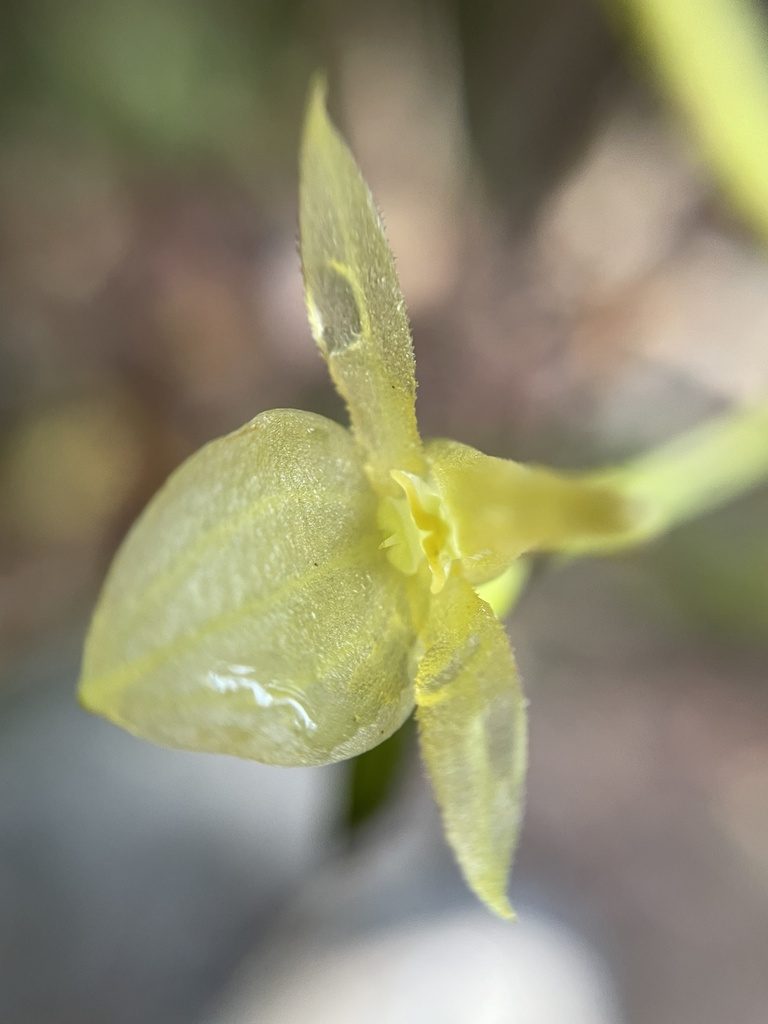 Pleurothallis apopsis, photographed by Diego F. Cisneros-Heredia