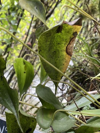 Pleurothallis apopsis, photographed by Diego F. Cisneros-Heredia