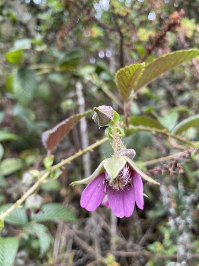 Rubus roseus, photographed by Diego F. Cisneros-Heredia