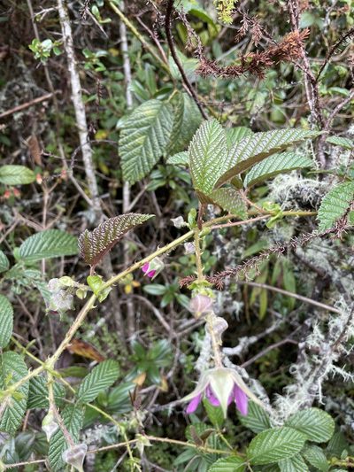 Rubus roseus, photographed by Diego F. Cisneros-Heredia