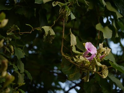 Argyreia elliptica, photographed by Dinesh Valke