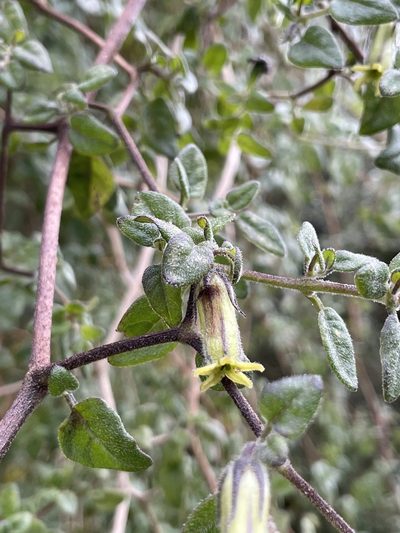 Salpichroa diffusa, photographed by Diego F. Cisneros-Heredia