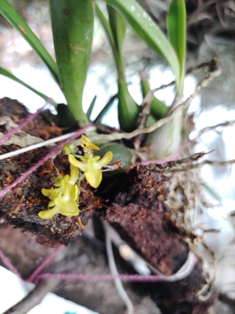 Erycina hyalinobulbon, photographed by Manuel Nicolás Madrigal Pérez