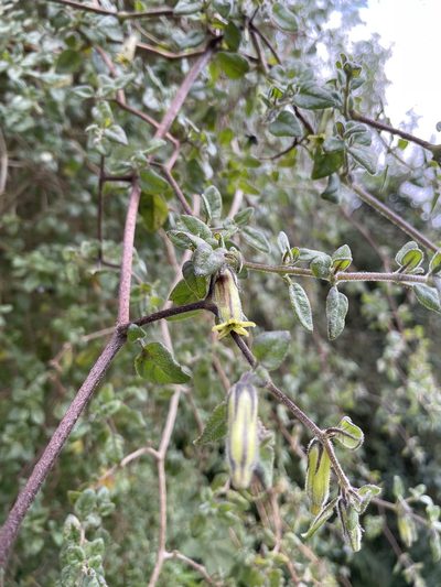 Salpichroa diffusa, photographed by Diego F. Cisneros-Heredia