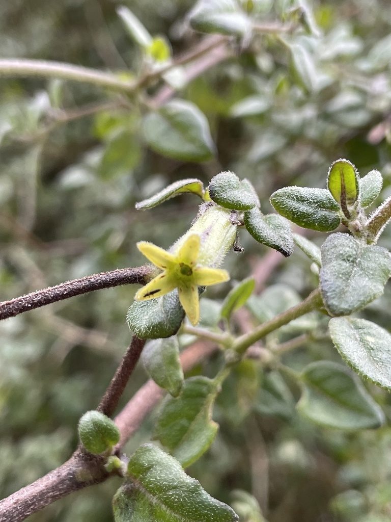 Salpichroa diffusa, photographed by Diego F. Cisneros-Heredia
