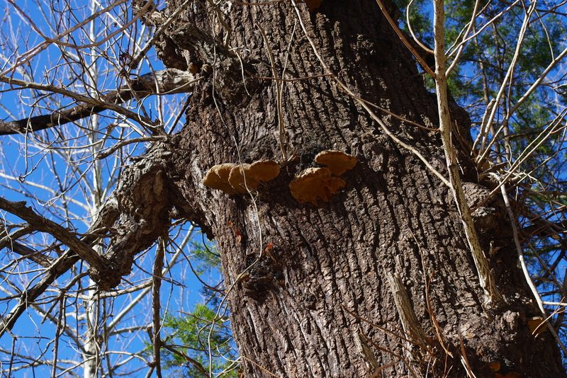 Juglans major, photographed by Michelle W. （鍾偉瑋）