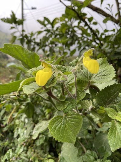 Calceolaria lamiifolia, photographed by Diego F. Cisneros-Heredia