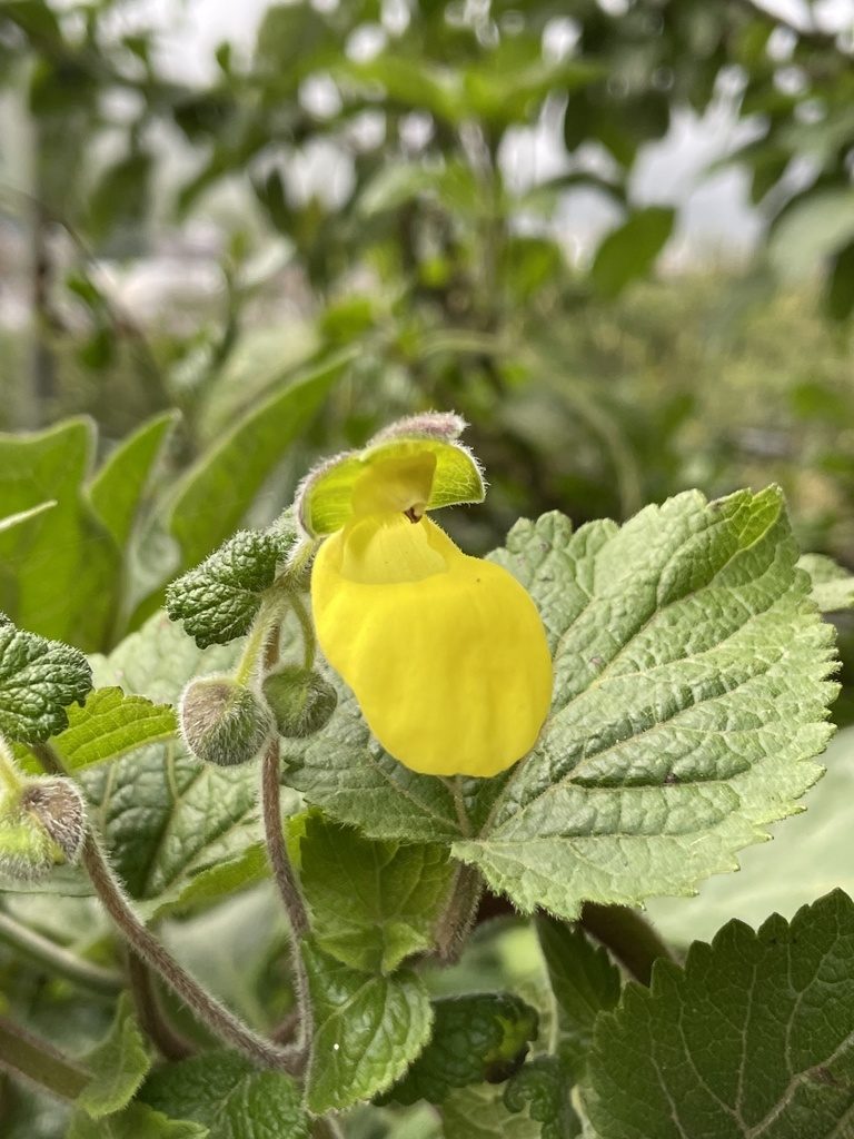 Calceolaria lamiifolia, photographed by Diego F. Cisneros-Heredia