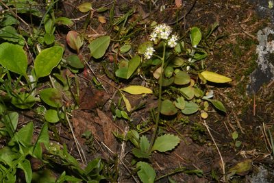 Micranthes occidentalis, photographed by Brian Finzel