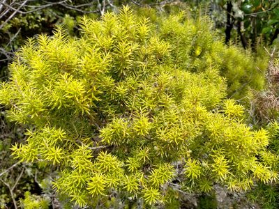 Leptecophylla juniperina, photographed by John Barkla