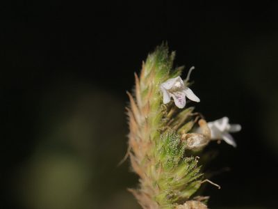 Lepidagathis incurva, photographed by Dinesh Valke