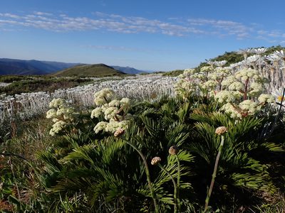 Aciphylla glacialis, photographed by Nina Kerr