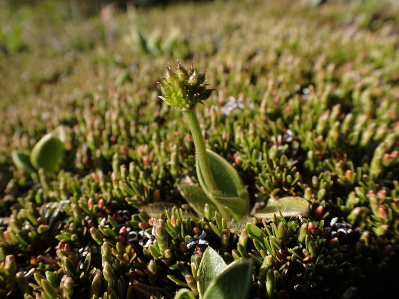 Ranunculus muelleri, photographed by Nina Kerr