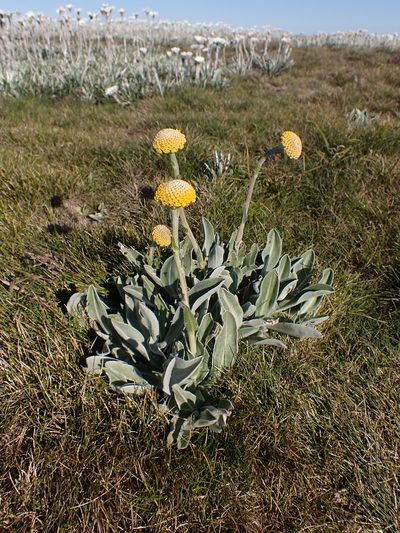 Craspedia maxgrayi, photographed by Nina Kerr