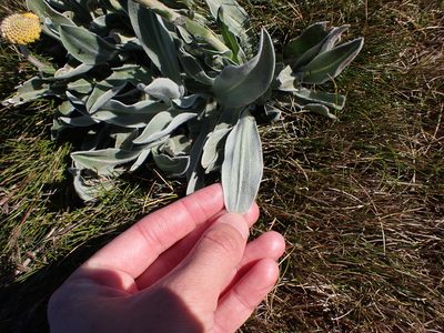 Craspedia maxgrayi, photographed by Nina Kerr