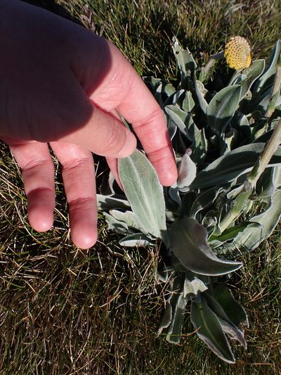 Craspedia maxgrayi, photographed by Nina Kerr